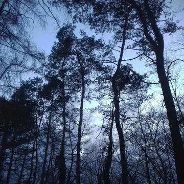 Sunrise in Forest Stock Photos