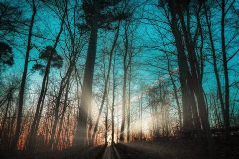 Sunrise in the forest Stock Photos