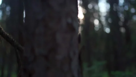 Sunrise Forest RT Stock Footage