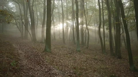 Sunrise in the forest with sunrays shining through trees Stock Footage 44235884