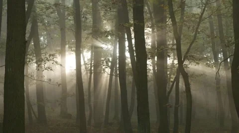Sunrise in the forest with sunrays shining through trees Stock Footage 44235975
