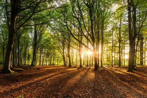 Sunrise forest sunrays through autumn beech trees in Norfolk Stock Photos
