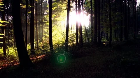 Sunrise in the Forest, Timelapse 動画素材 49693170
