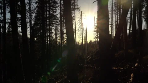 Sunrise in a forest with trees and sun shining through branches Stock Footage 334861676