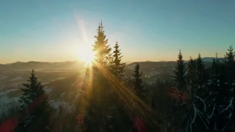 Sunrise forest view, snowy pine landscape, winter mountain dawn Stock Footage 311835274