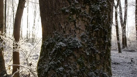 Sunrise in a frosty winter forest Stock Footage 99334635