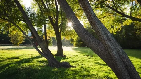 Sunrise glinting through trees during autumn Stock Footage 132299918