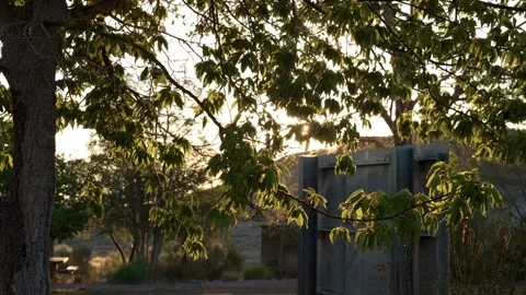 Sunrise glowing through fresh green tree branches covered in morning dew Stock-Footage 342060967