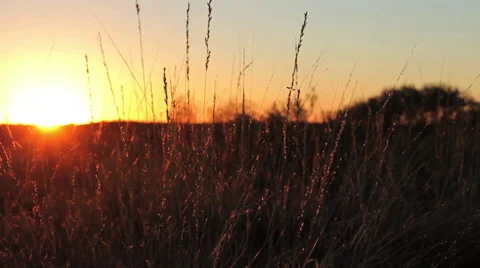 Sunrise in the golden grass Stock Footage
