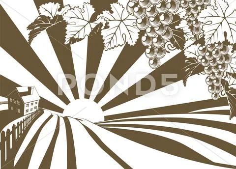 Sunrise grape vine vineyard graphic Stock Illustration