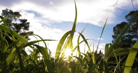 Sunrise in the Grass Stock Footage 110715592