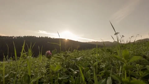 Sunrise from the grass Stock Footage 132239662