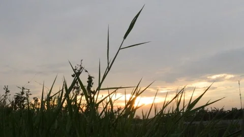 Sunrise grass Video stock 297598602