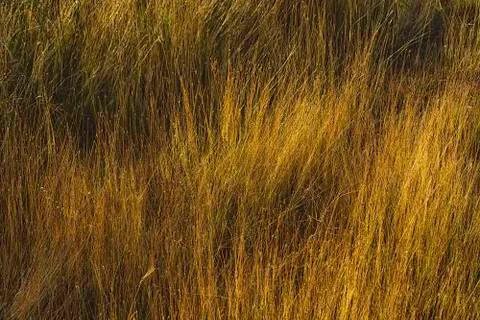 Sunrise grass Foto stock
