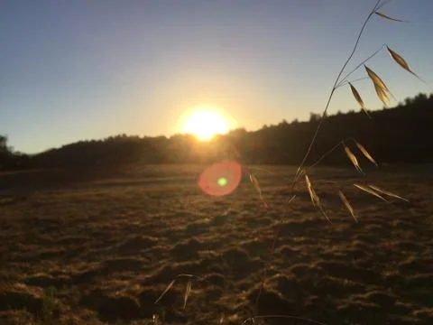 Sunrise grass Stock Photos