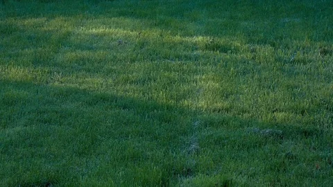 Sunrise on grass timelapse Stock Footage 75074466