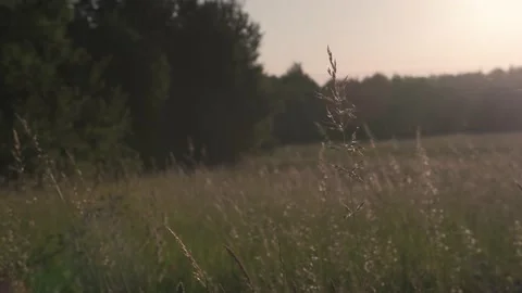 Sunrise grass in the wind Stock Footage 200408197