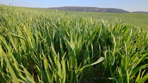 Sunrise in green meadow Stock Footage 70281110