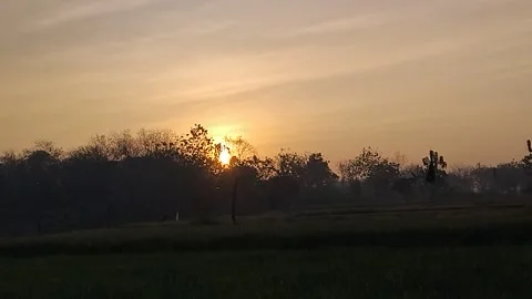 Sunrise on Growing Rice Fields Stock Footage 341456556