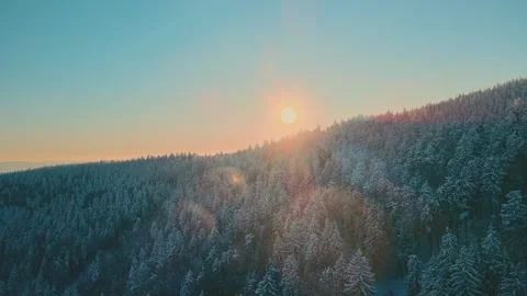 Sunrise Illuminates Snowcovered Pine Treetops Gracefully Stock Footage 323753215
