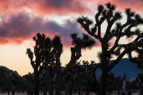 Sunrise in Joshua Tree Stock Photos