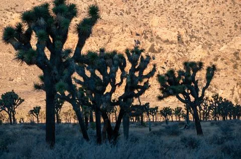 Sunrise in Joshua Tree Stock Photos