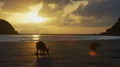 Sunrise Kangaroo on Beach Stock Footage 125227337