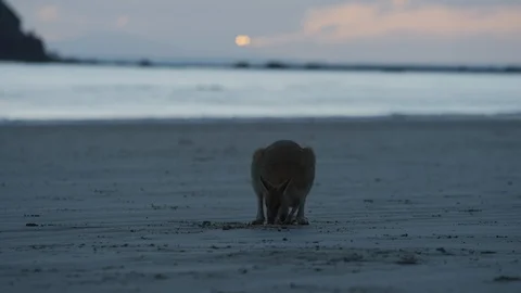 Sunrise Kangaroo on Beach Stock Footage 125231574
