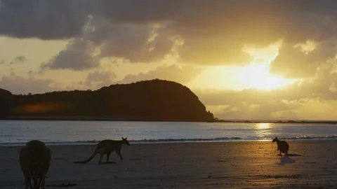 Sunrise Kangaroo on Beach Stock Footage 125242575