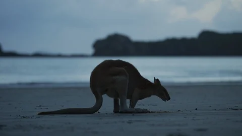 Sunrise Kangaroo on Beach Stock Footage 125252683