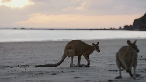 Sunrise Kangaroo on Beach Stock Footage 125292392