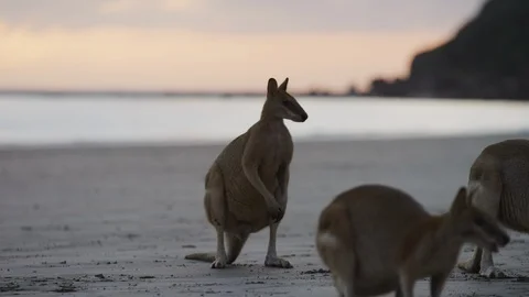 Sunrise Kangaroo on Beach Stock Footage 125294361