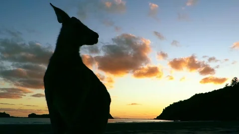 Sunrise Kangaroo Stock Footage 87768276