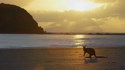 Sunrise Kangeroo on Beach Stock Footage 116865524