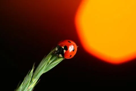 Sunrise ladybug Stock Photos