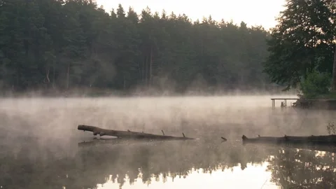 Sunrise on a lake with mist - pine background Stock Footage 207431472