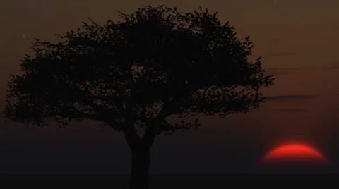 Sunrise large sun right cherry tree Stock Footage 925026