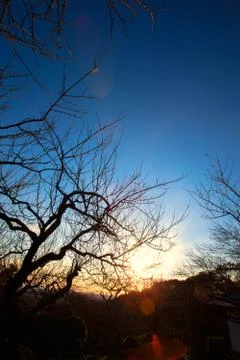 Sunrise light between the branches at spring Stock Photos