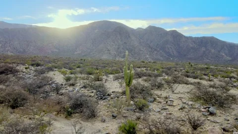 Sunrise Light on Leucostele Cardon Cactus in Valles Calchaquies Desert Stock Footage 346504643
