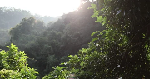 Sunrise light rays  over tropical winter forest Stock Footage 165522511