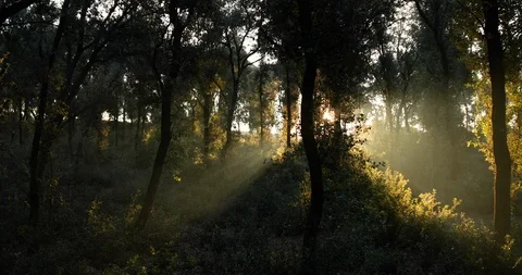 Sunrise with Light streaks in Forest 스톡 동영상 122776209