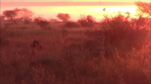 Sunrise lions Stock Footage 94078637