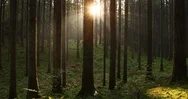 Sunrise In Magic Fairytale Forest Stock Footage