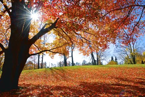 Sunrise with maple tree leaves covered the ground and lens flare Stock Photos