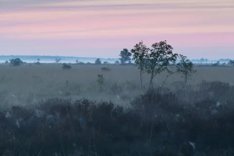 Sunrise on meadow with tree Stock Photos