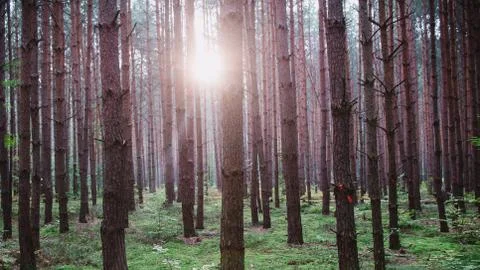 Sunrise in the middle of the forest Foto stock