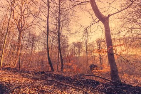 Sunrise in a misty forest in the fall Foto stock
