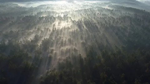 Sunrise in the misty forest. Marvelous view of flying over pine forest in the Stock Footage 99633241