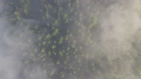Sunrise in the misty forest. Marvelous view of flying over trees in the morning Stock Footage 139322402