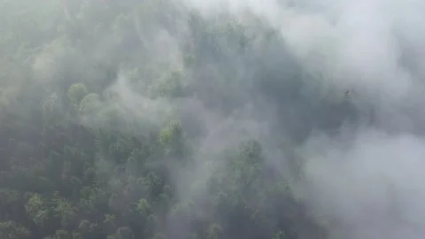 Sunrise in the misty forest. Marvelous view of flying over trees Video stock 139322444